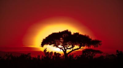 Un seul arbre se découpe sur un coucher de soleil rouge et orange vif, avec le soleil bas sur l'horizon et le feuillage visible au premier plan.